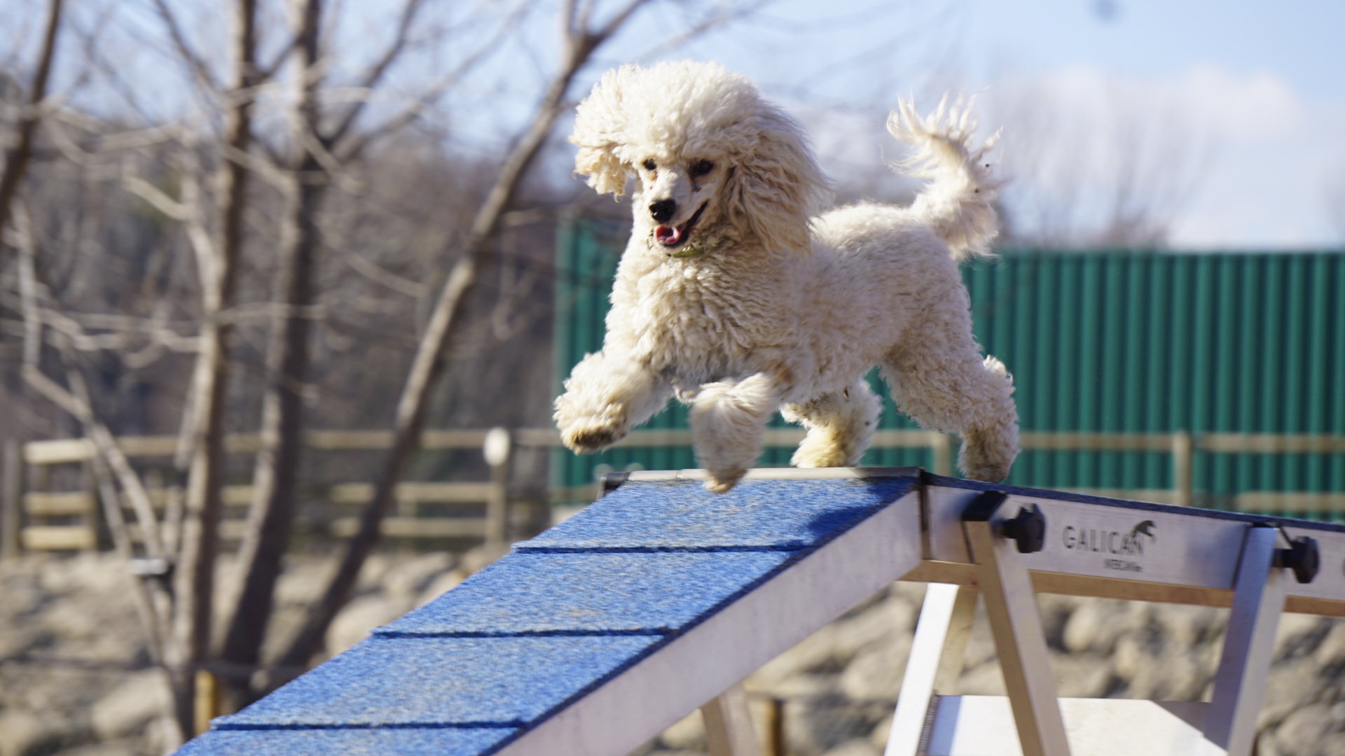 cartell prova de agility