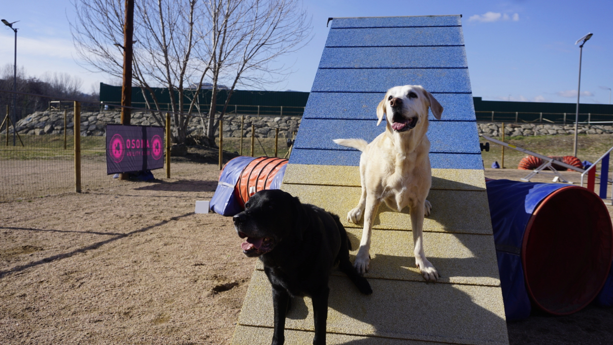 Panoràmica Retrievers